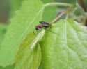 En myra på ett blad
